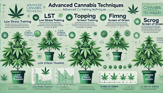 Fortgeschrittene Trainingstechniken im Cannabis-Anbau – So maximierst Du Deinen Ertrag