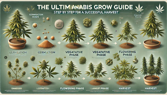 Der ultimative Cannabis-Grow-Guide: Schritt für Schritt zur erfolgreichen Ernte