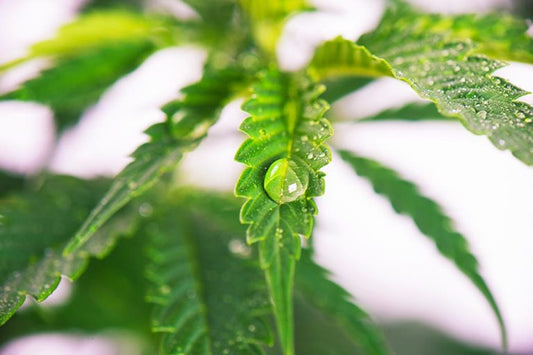 VPD im Cannabis-Anbau – Das ideale Mikroklima für gesunde Pflanzen schaffen