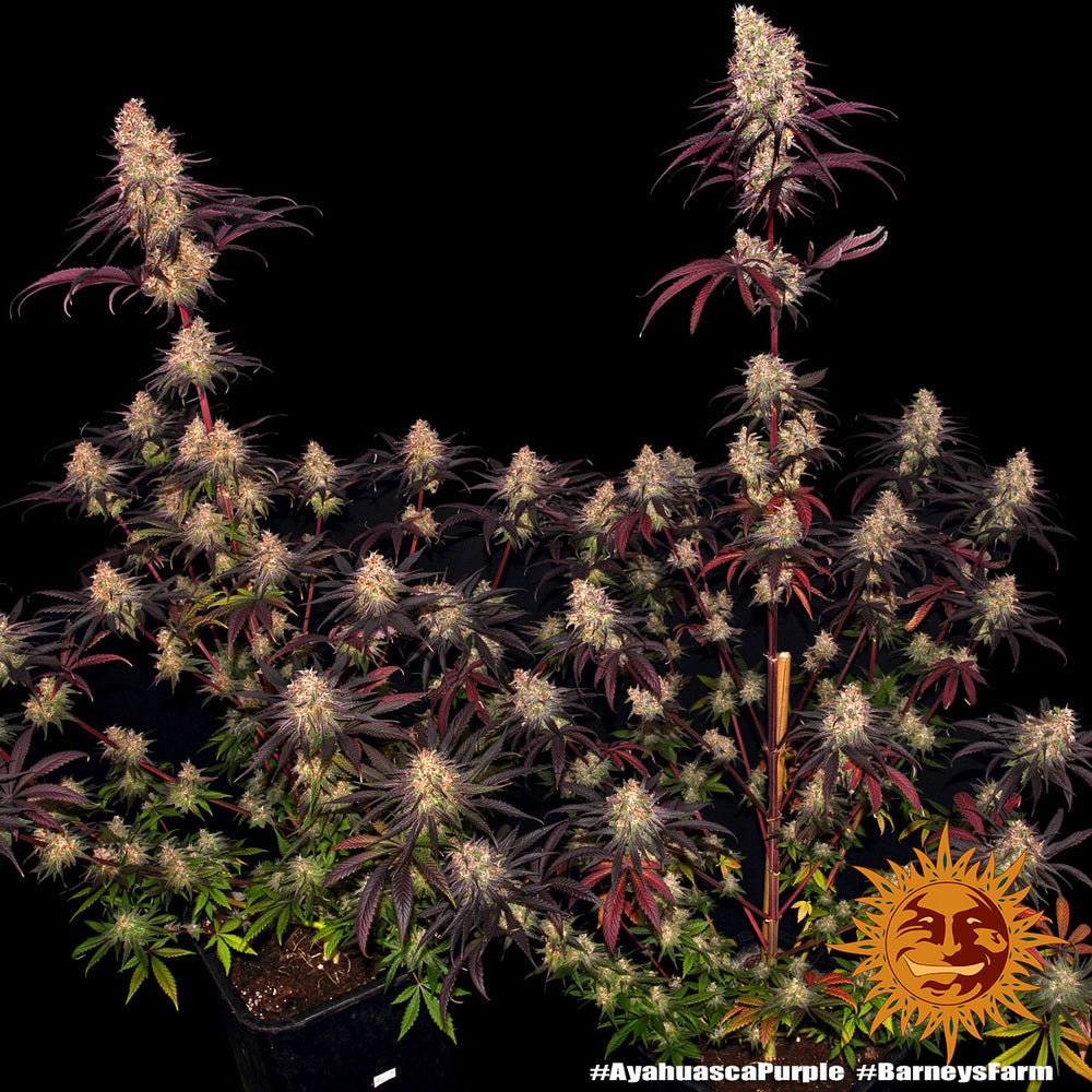 Barney's Farm / FEM / Ayahuasca Purple