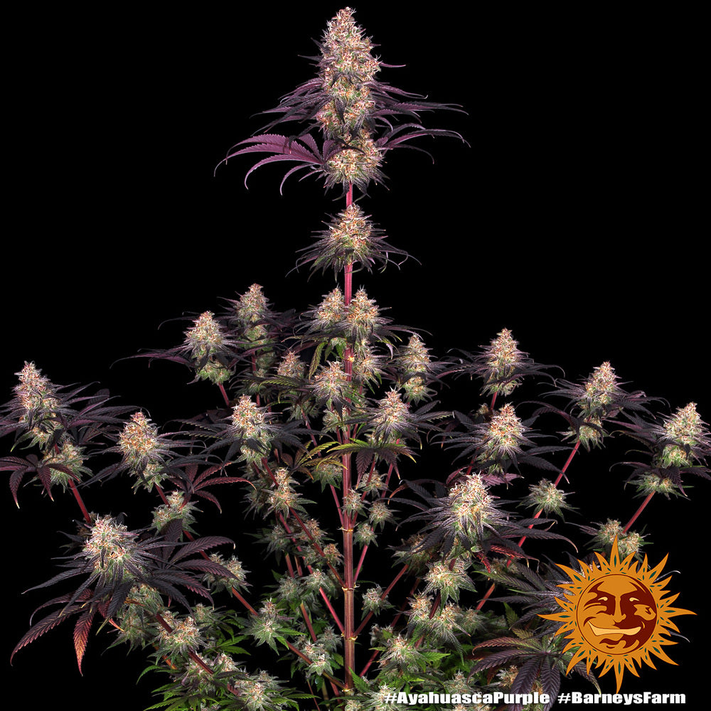 Barney's Farm / FEM / Ayahuasca Purple