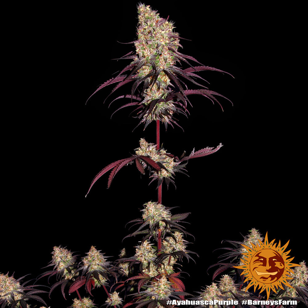 Barney's Farm / FEM / Ayahuasca Purple