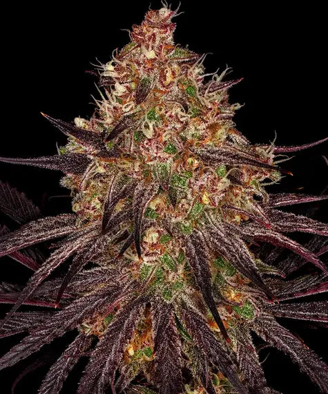Barney's Farm / FEM / Ayahuasca Purple