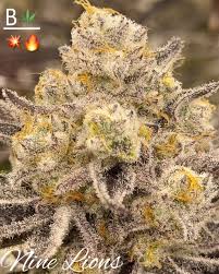 Nine Lions (BeLeaf Seeds) Hanfsteckling