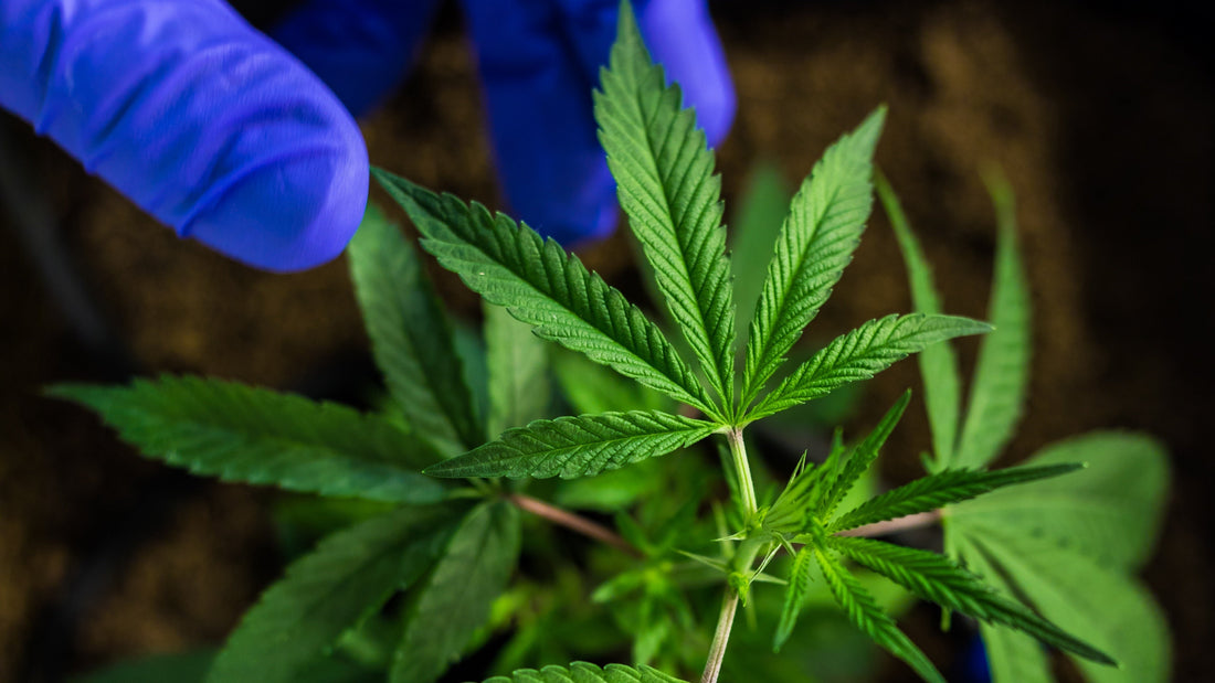Cannabis-Stecklinge: Vorteile und Tipps für den erfolgreichen Anbau