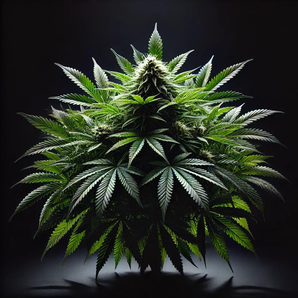 Indica - Premiumstecklinge.de