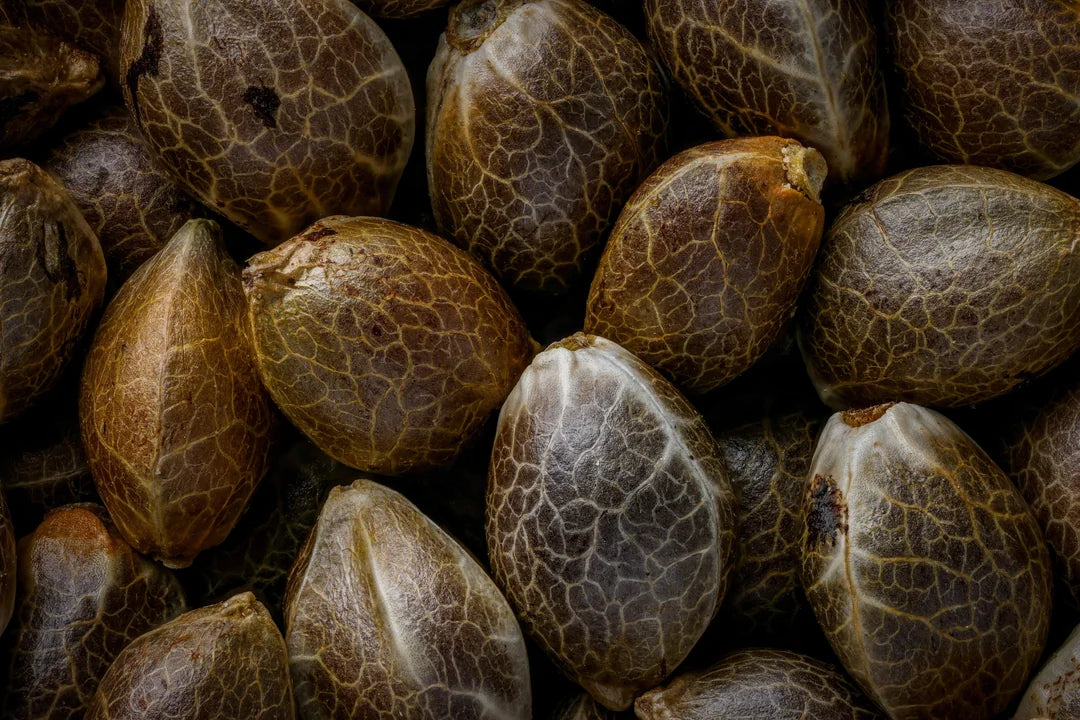 Premium Seeds