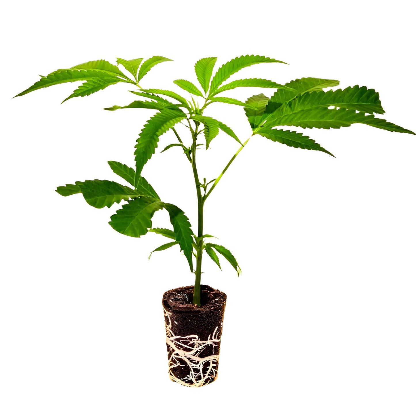 Wedding Cake BX1 (Seed Junky) Hanfsteckling
