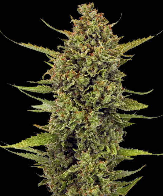 Barney's Farm / FEM / Acapulco Gold - Premiumstecklinge.de