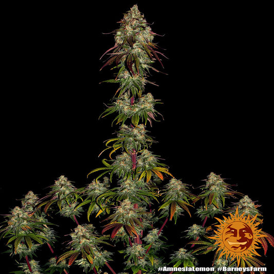 Barney's Farm / FEM / Amnesia Lemon