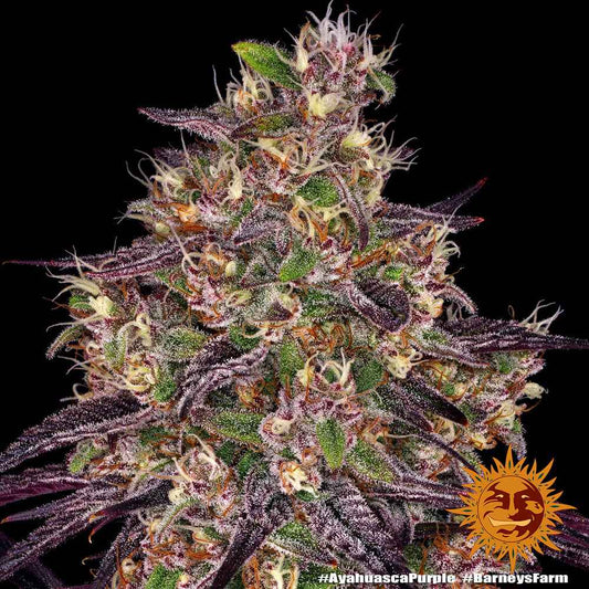 Barney's Farm / FEM / Ayahuasca Purple - Premiumstecklinge.de