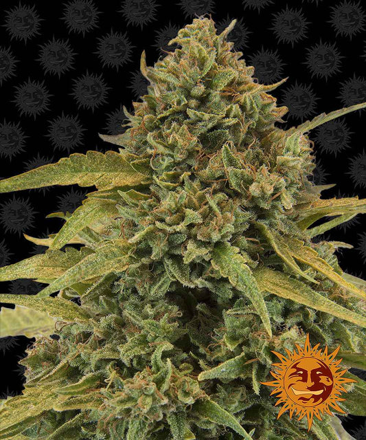 Barney's Farm / FEM / Bad Azz Kush - Premiumstecklinge.de