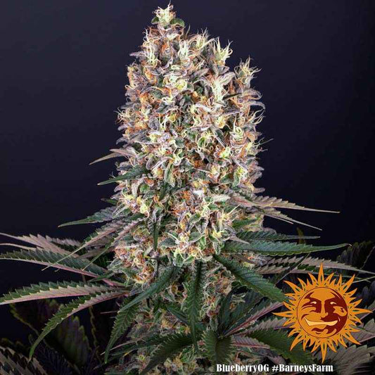 Barney's Farm / FEM / Blueberry OG - Premiumstecklinge.de