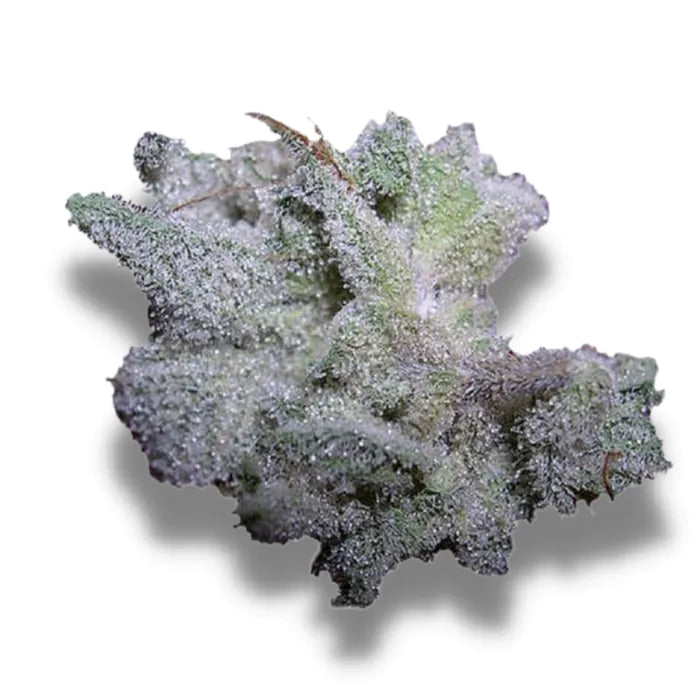 Growers Choice / FEM / Braindamage