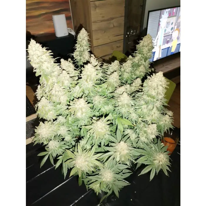 Growers Choice / FEM / Braindamage