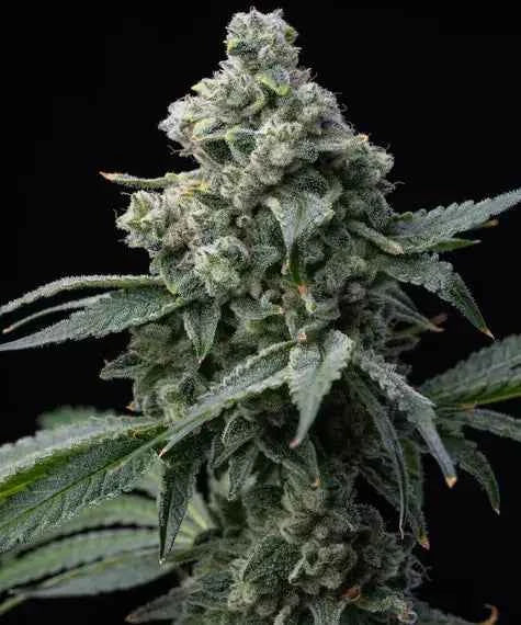 Barney's Farm / FEM / Bruce Banner - Premiumstecklinge.de