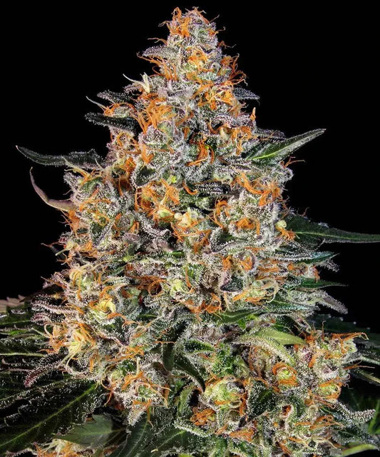 Barney's Farm / FEM / Bubba Kush - Premiumstecklinge.de