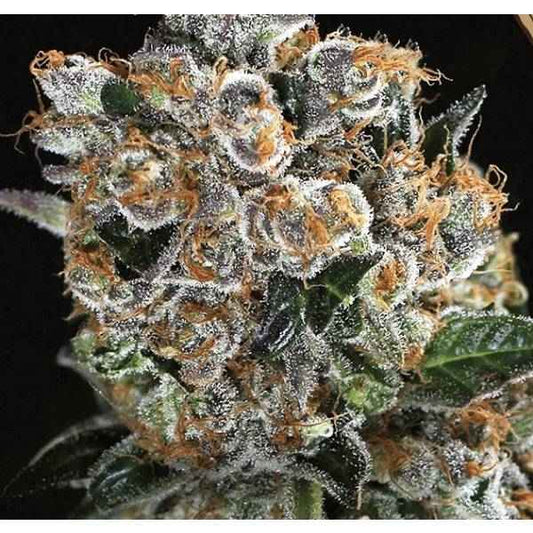 Exotic Seed / FEM / Malasana Cookies - Premiumstecklinge.de