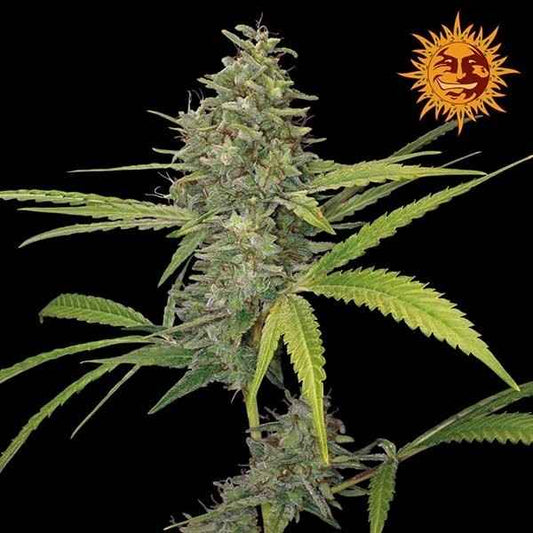 Barney's Farm / FEM / G13 Haze - Premiumstecklinge.de