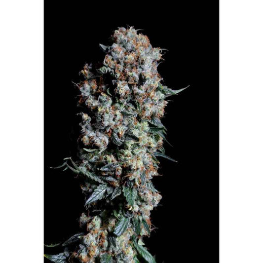 Super Sativa Seeds Club / FEM / Kosher Haze - Premiumstecklinge.de