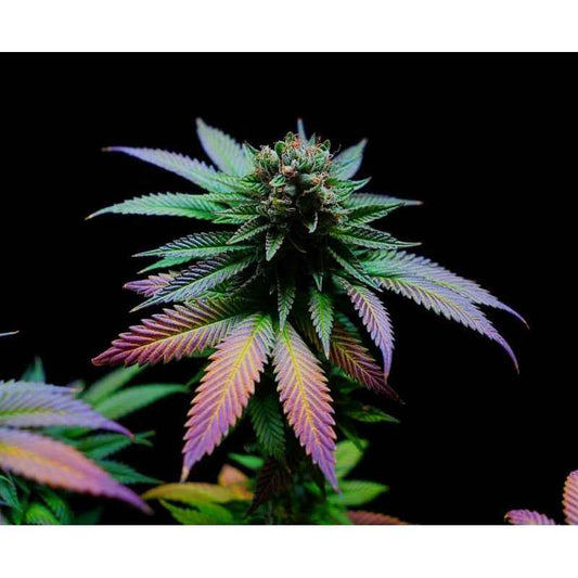 Super Sativa Seeds Club / FEM / Lava Freeze - Premiumstecklinge.de
