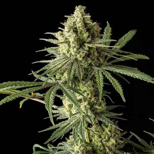 Barney's Farm / FEM / Blue Big Buddha Cheese - Premiumstecklinge.de