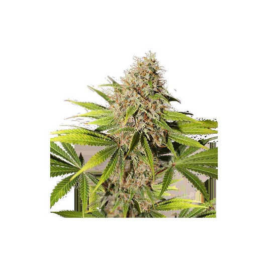 Super Sativa Seeds Club / FEM / Pineapple Poison - Premiumstecklinge.de