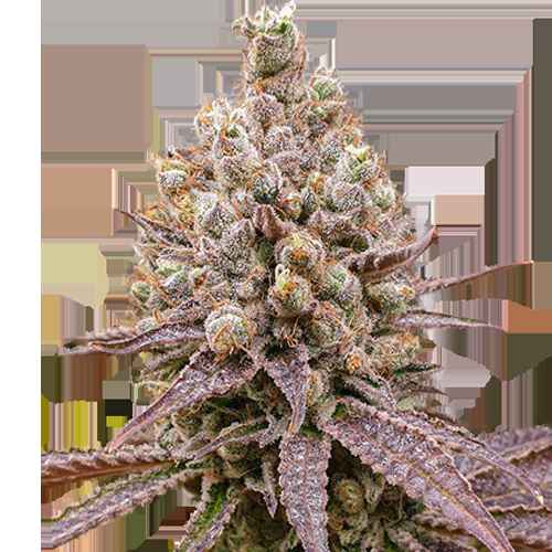 Super Sativa Seeds Club / FEM / Purple OG Punch - Premiumstecklinge.de