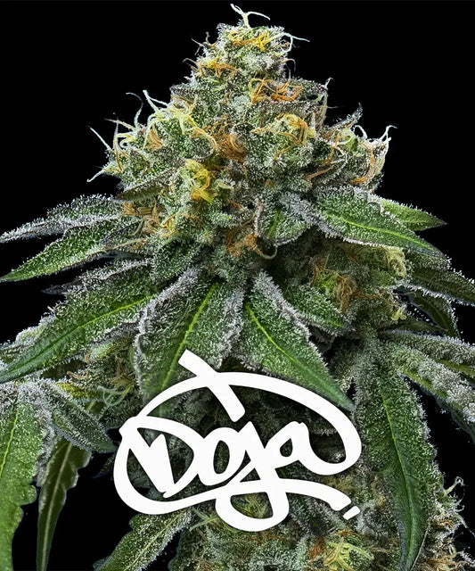 Barney's Farm / FEM /  RS11 x Banana OG Strain