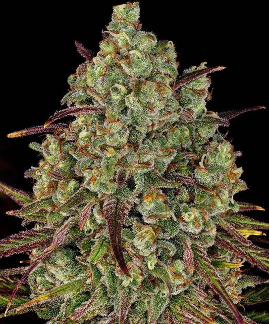 Barney's Farm / FEM / Tangerine Dream - Premiumstecklinge.de