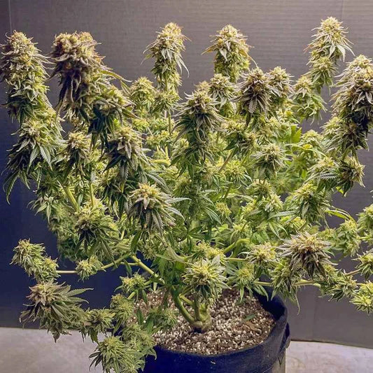 Super Sativa Seeds Club / FEM / TNT Trichome - Premiumstecklinge.de