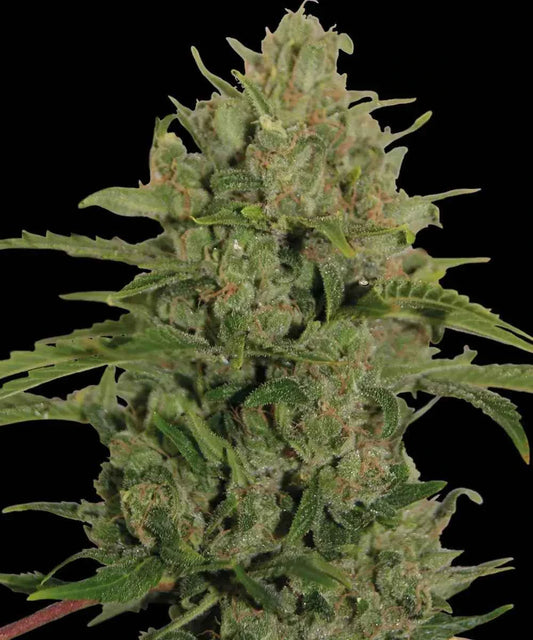 Barney's Farm / FEM / Triple Cheese - Premiumstecklinge.de