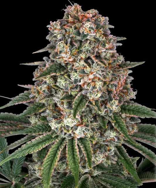 Barney's Farm / FEM / Tropicanna Banana - Premiumstecklinge.de