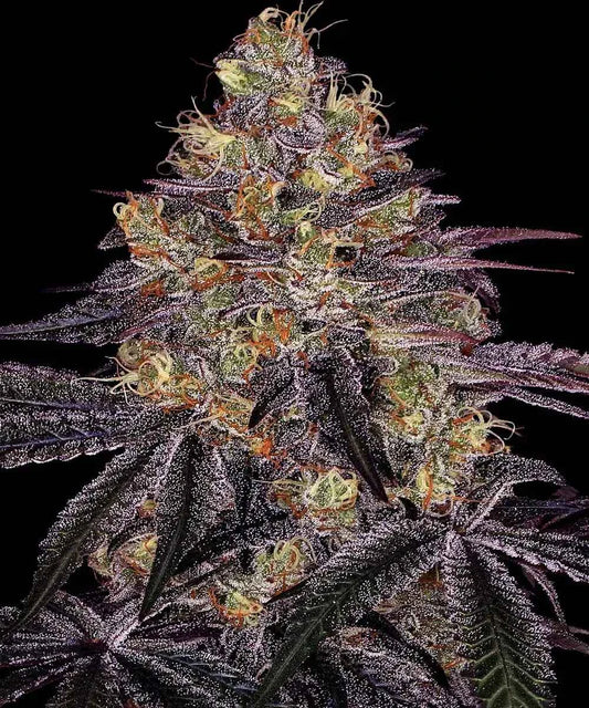 Barney's Farm / FEM / Watermelon Zkittlez - Premiumstecklinge.de