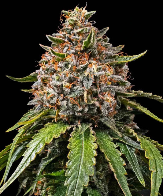 Barney's Farm / FEM / White Widow XXL - Premiumstecklinge.de